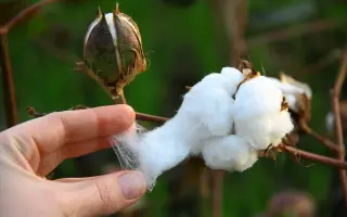 АСТРАХАНСКИЙ ПУХ