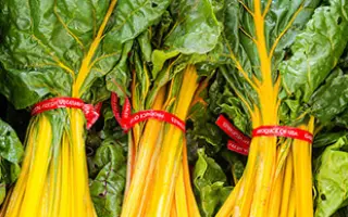 ЗОЛОТОЙ ВЕЕР