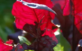 БУЛЗ БЛАД СКАРЛЕТТА