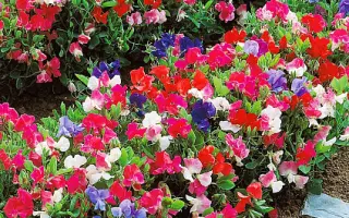 АЛЕНЬКИЙ ЦВЕТОЧЕК