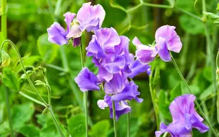 БЕЗУСЫЙ СНУПИ