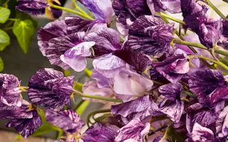 ШОКОЛАДНИЦА