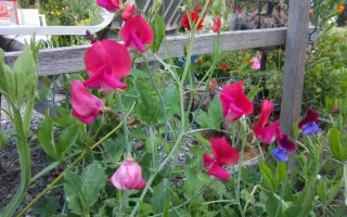 МИСТЕР БИШОП