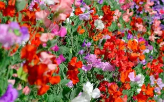 ЮБИЛЕЙНЫЙ ВНИИССОКА