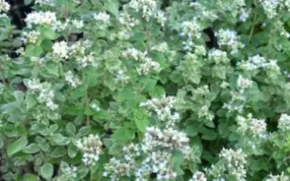 БЕЛАЯ ПТИЦА