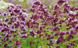 МЕДОВЫЙ АРОМАТ