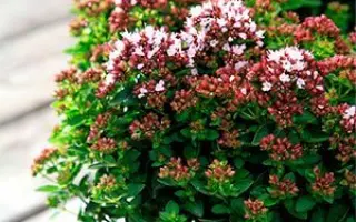 СИБИРСКАЯ МЕЛОДИЯ