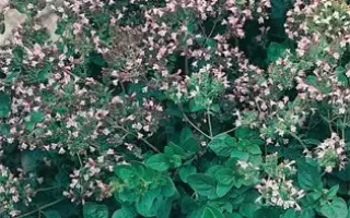 АРБАТСКАЯ СЕМКО