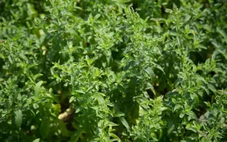 РОЗОВСКАЯ АРОМА