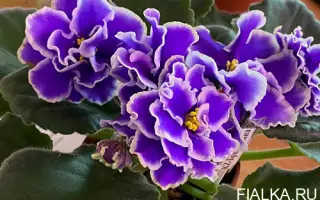 БРИГАНТИНА