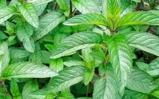 КАРАМЕЛЬКА