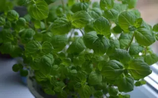 ЯСНАЯ НОТКА