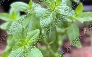 ПАМЯТИ КИРИЧЕНКО