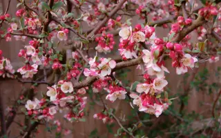 МИЧУРИНСКОЕ ЧУДО