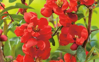 ГРАФ ДЕ РАМОК