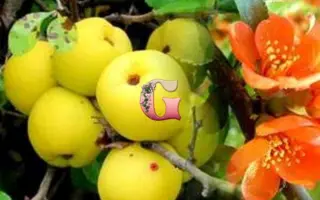 МИЧУРИНСКИЙ ВИТАМИН