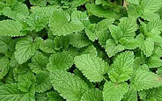 ЦИТРОНЕЛЛА