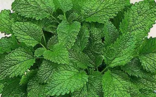 СЛАДКИЙ СОН