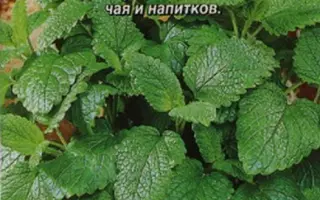 ЛИМОННЫЙ БАЛЬЗАМ