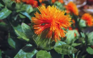 КРАСА СТУПИНСКАЯ