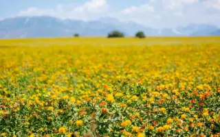 ЗАВОЛЖСКИЙ 1