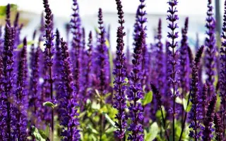 ФИОЛЕТОВЫЙ АРОМАТ