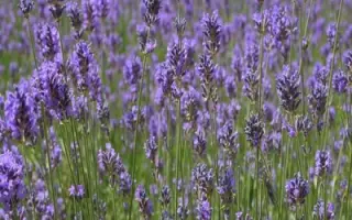 ВОЗНЕСЕНСКАЯ 34