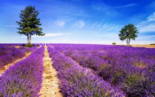 ПРИМА ЮЖНАЯ