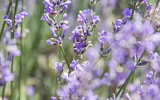 ВОЗНЕСЕНСКАЯ АРОМА