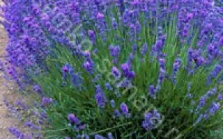 ЛЮБЛИНСКАЯ СЕМКО