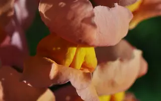 БРАЗИЛЬСКИЙ КАРНАВАЛ КОРИЧНЕВЫЙ