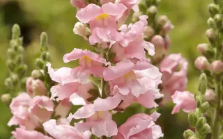 ЦВЕТ САКУРЫ