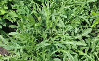 ТАГАНСКАЯ СЕМКО