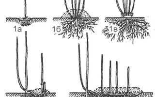 ЛЮБИМЕЦ ПОЖИДАЕВА