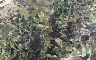 ПАРАДИЗКА БУДАГОВСКОГО