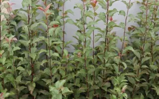 МИЧУРИНСК 12