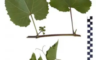 БЕРЛАНДИЕРИ X РИПАРИА КОБЕР 5ББ