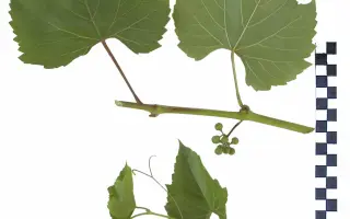 РИПАРИА X РУПЕСТРИС 101-14