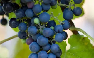 ШАСЛА X БЕРЛАНДИЕРИ 41 Б