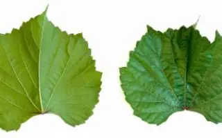 БЕРЛАНДИЕРИ X РУПЕСТРИС РЮГЖЕРИ 140