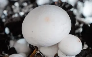 САНТАНА АР 508