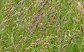 ХЛЫНОВСКАЯ