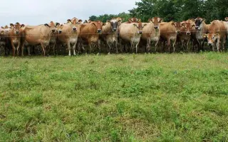 АЛЬДЕБАРАН