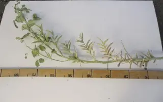 КУБАНСКИЙ ЮБИЛЕЙНЫЙ