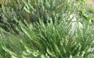 НИКИТСКИЙ БЕЛЫЙ