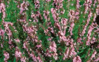 РОЗОВЫЙ ФЛАМИНГО