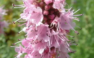 РОЗОВЫЙ ТУМАН