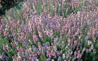 ОТРАДНЫЙ СЕМКО