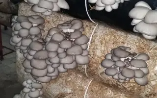 САНТАНА РФ 280