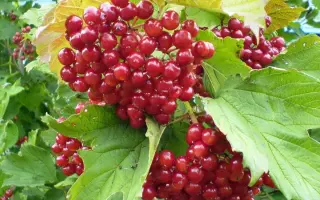 ТАЕЖНЫЕ РУБИНЫ